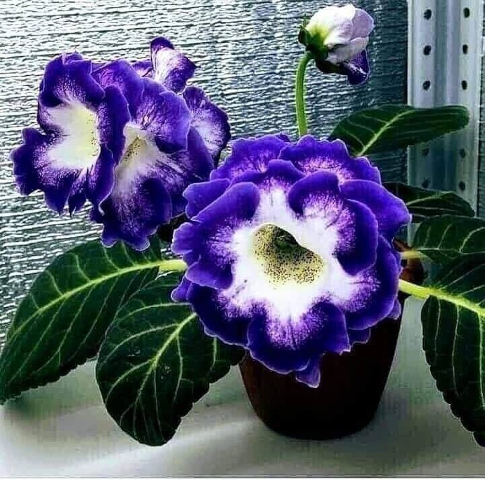 Dark Purple Blue Gloxinia Seeds for Planting