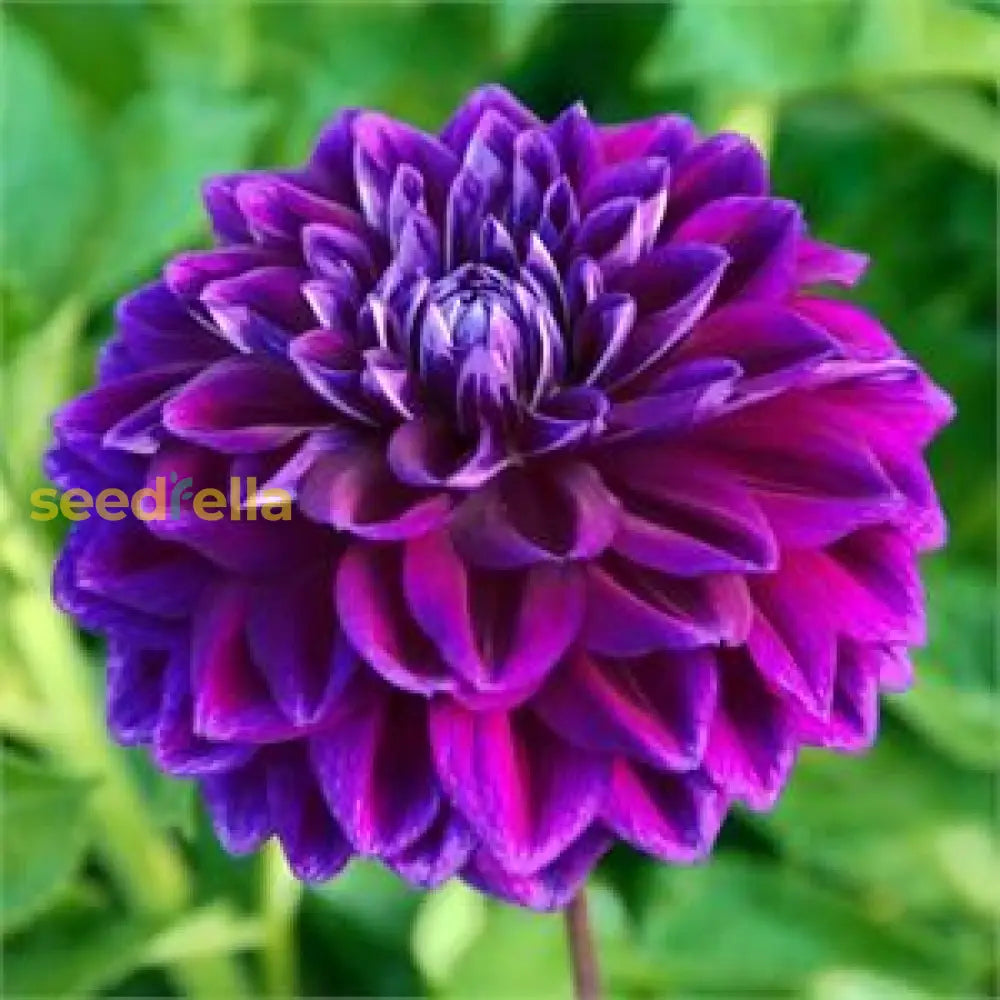 Dark Purple Dahlia Flower Seeds For Planting