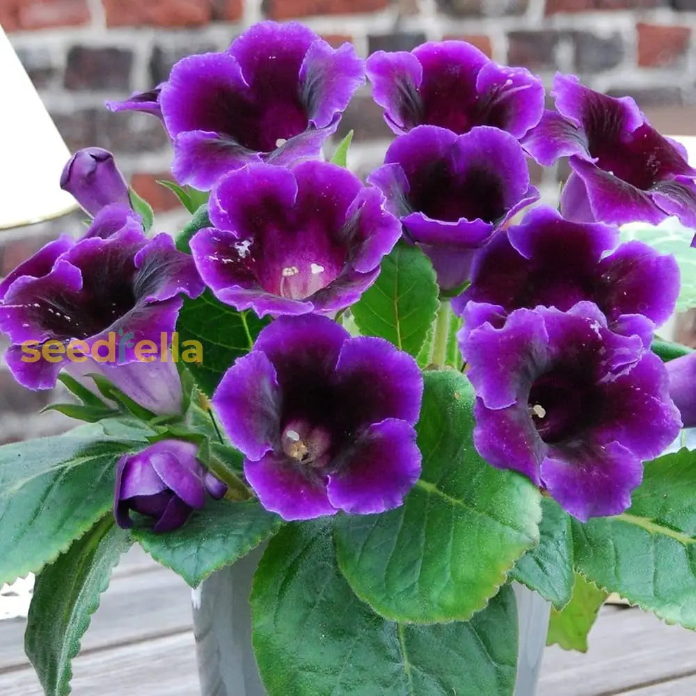 Dark Purple Gloxinia Flower Seeds - Royal Variety For Planting | Annual Blooming