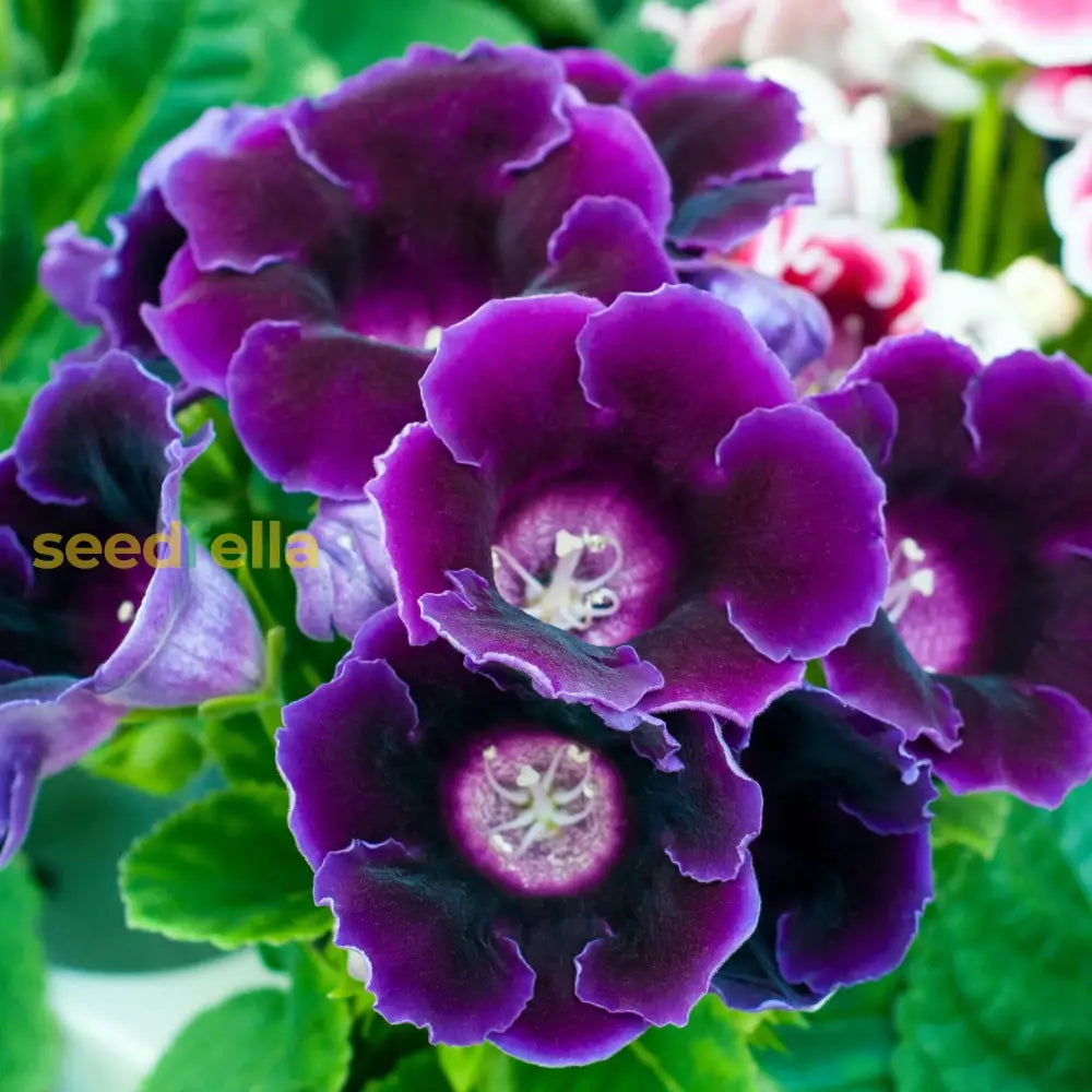 Dark Purple Gloxinia Flower Seeds - Royal Variety For Planting | Annual Blooming