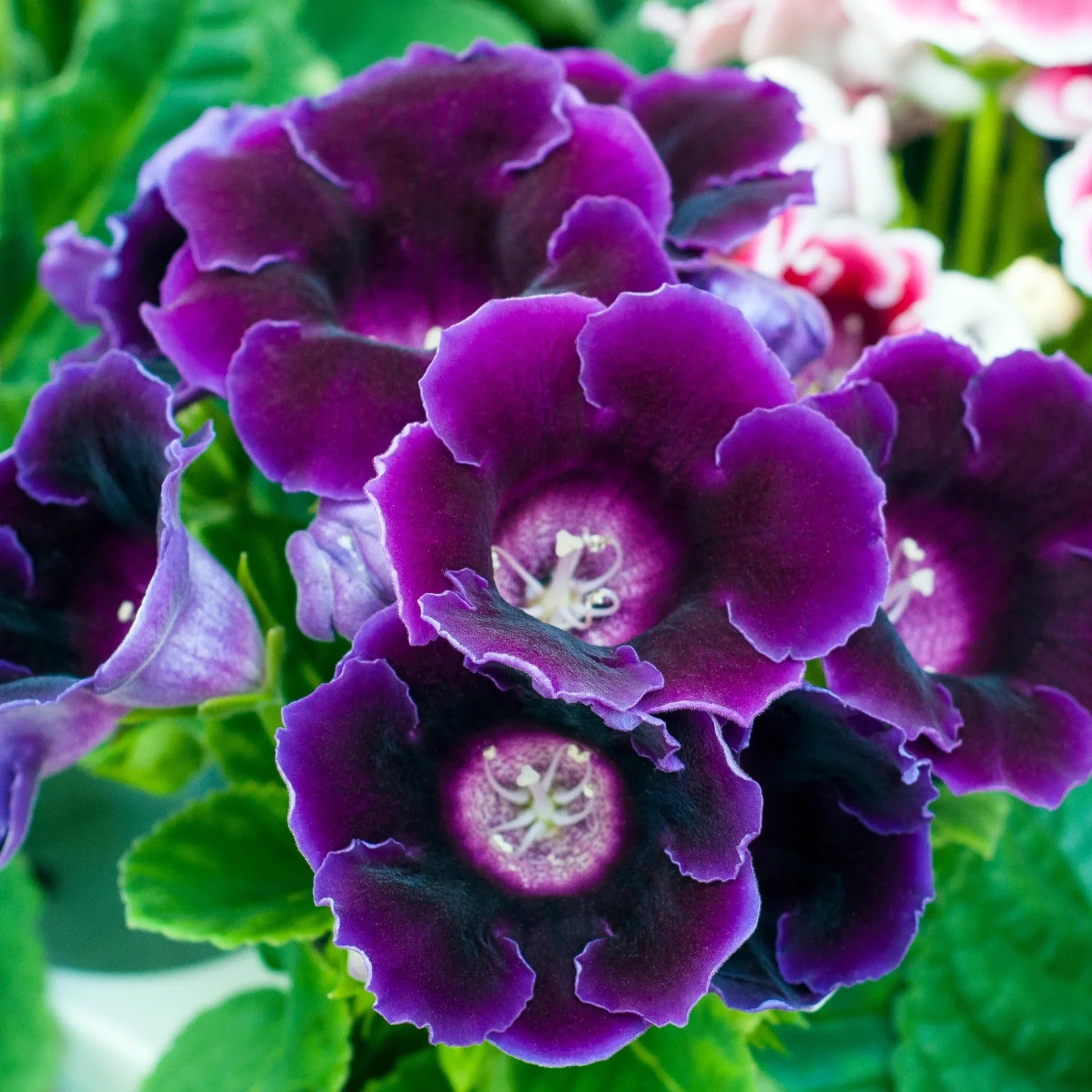 Dark Purple Gloxinia Flower Seeds for Planting Royal Variety