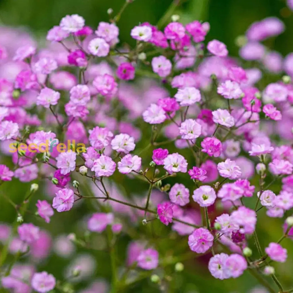 Dark Purple Gypsophila Flower Seeds - Perfect For Bold Floral Arrangements