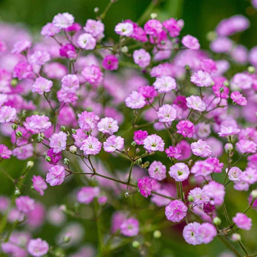 Dark Purple Gypsophila Flower Seeds for Planting