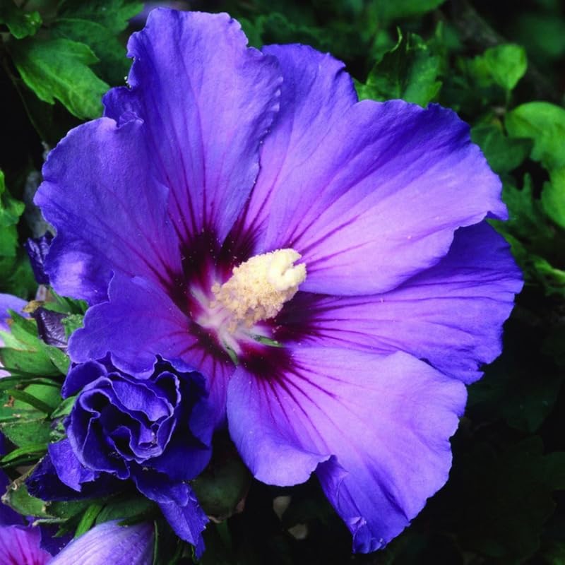 Dark Purple Hibiscus Flower Seeds for Planting