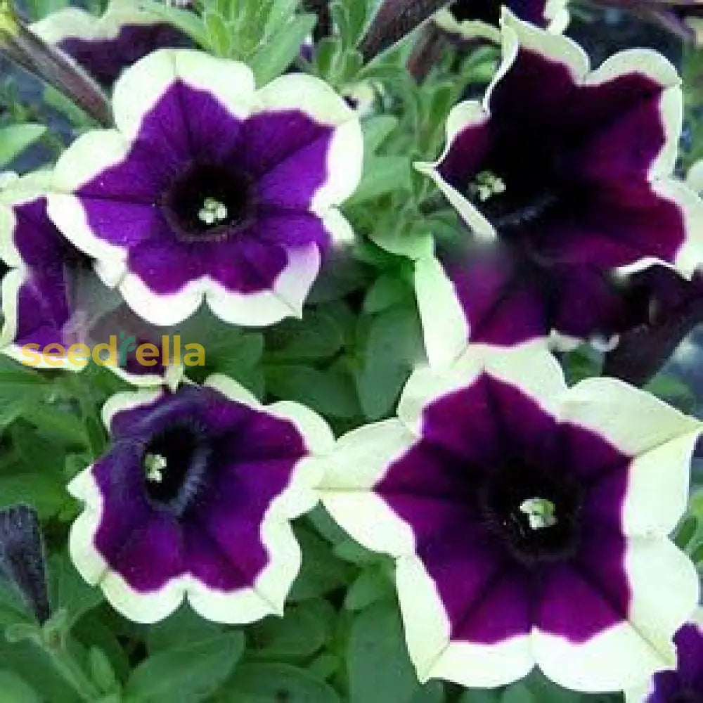 Dark Purple Magenta Petunia Seeds For Planting - Vibrant Annual Flower Colorful Gardens