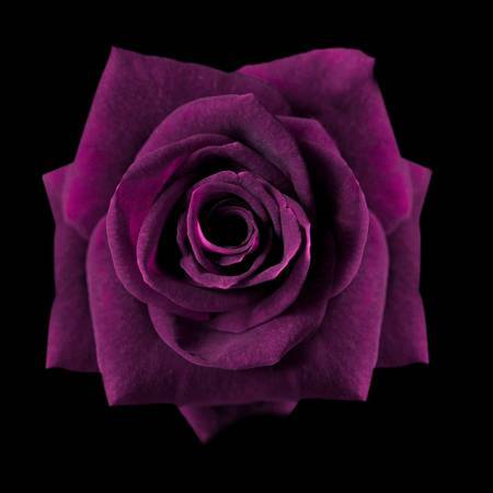 Dark Violet Rose Seeds For Planting - Grow Stunning Roses In Your Garden