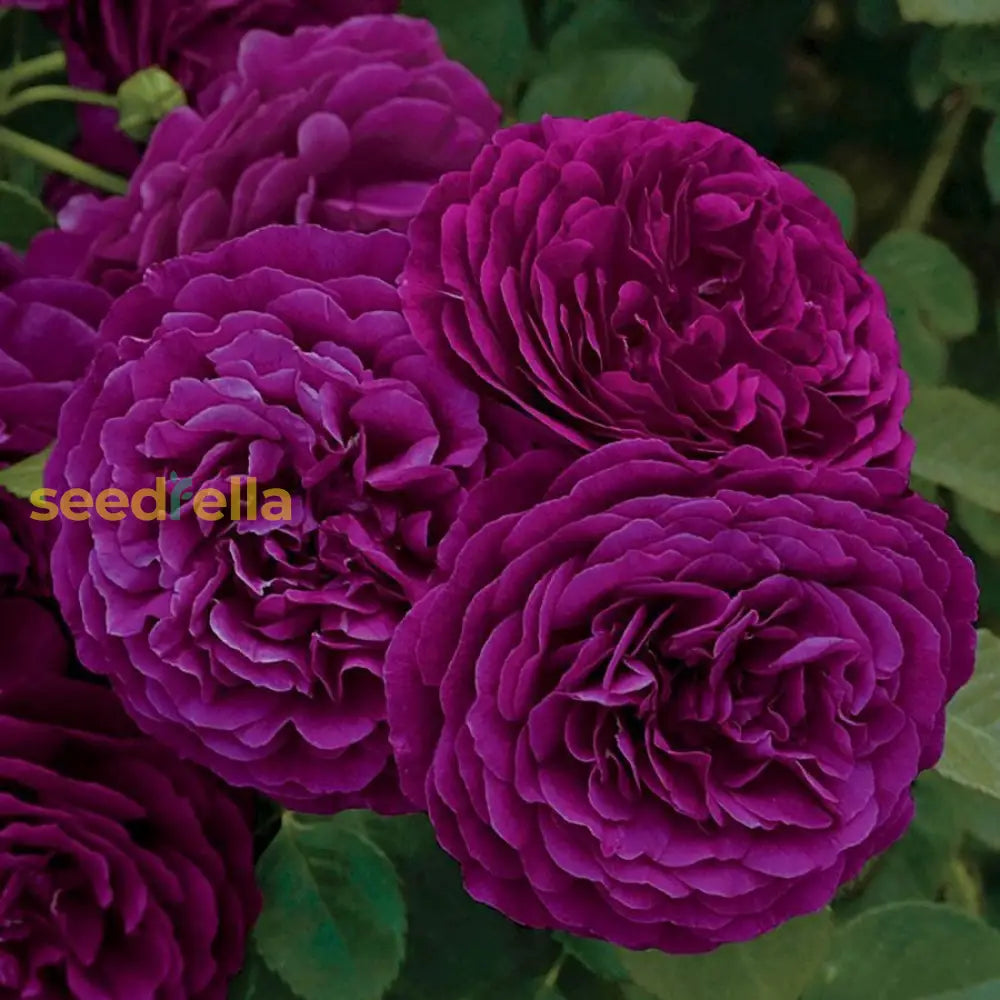 Dark Purple Rose Flower Seeds For Planting