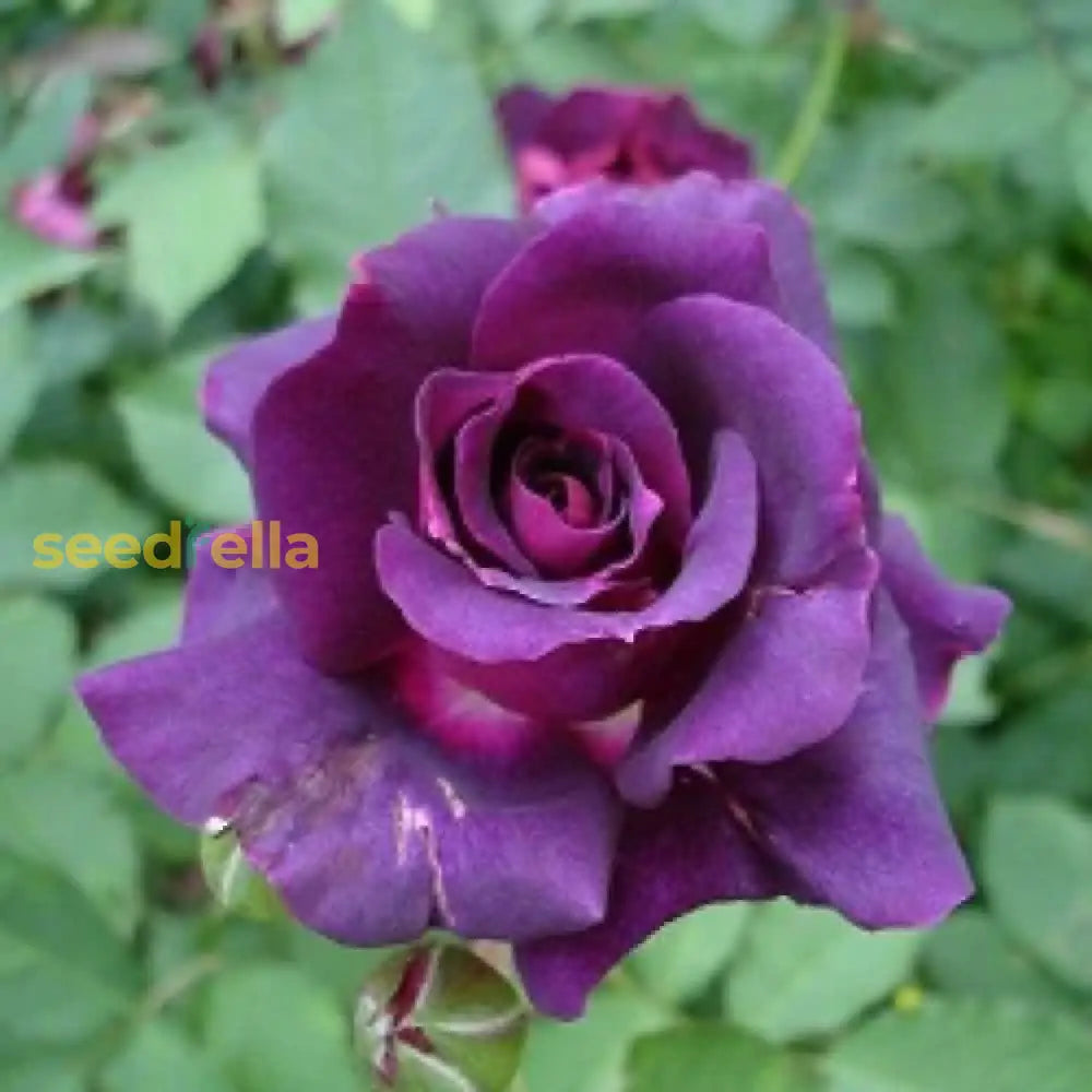 Dark Purple Rose Flower Seeds For Planting