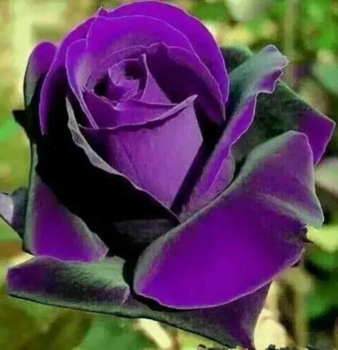 Dark Purple Rose flower seeds for planting deep-colored blooms