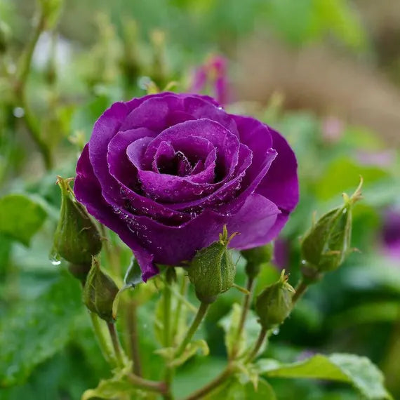 Dark Violet Roses growing in a garden setting