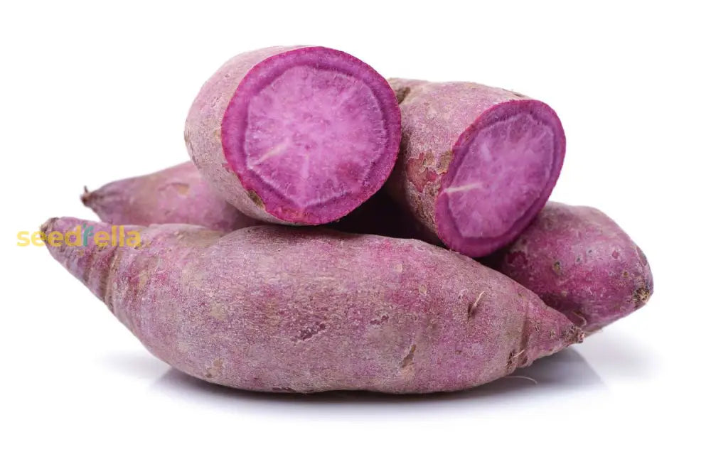 Dark Purple Sweet Potato Seeds For Planting Vegetable Seeds