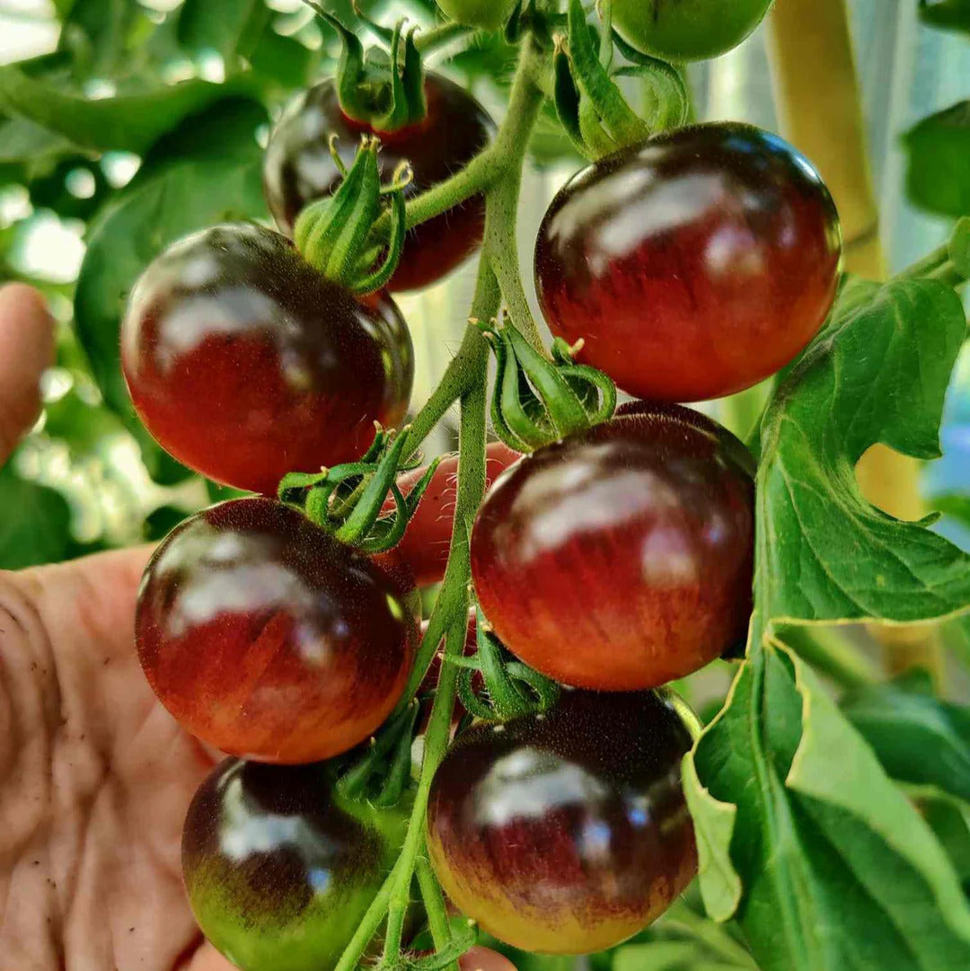 Dark purple antioxidant-rich tomatoes in garden