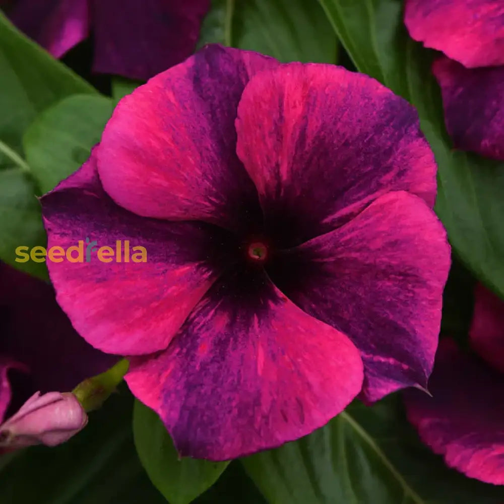 Dark Purple Vinca Flower Seeds For Planting - Grow Elegant Periwinkle Blooms