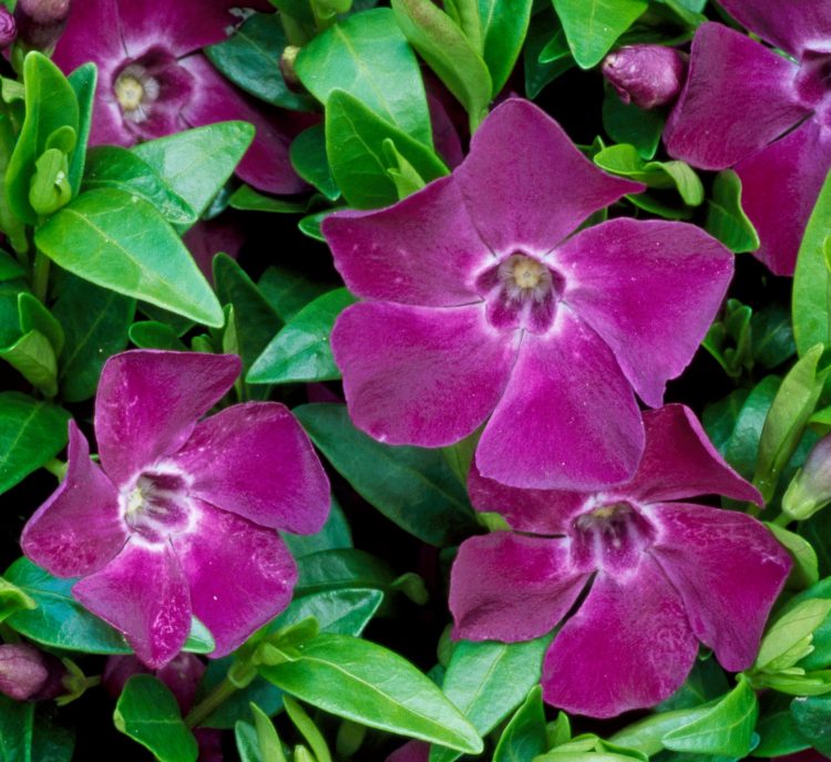 Dark Purple Vinca Flower Seeds for Planting