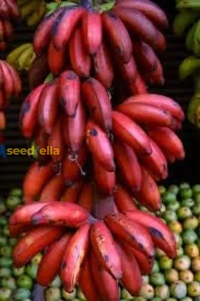 Dark Red Banana Fruit Seeds For Planting - Grow Sweet And Delicious Bananas