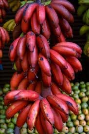 Dark red banana seeds for planting tropical variety home garden