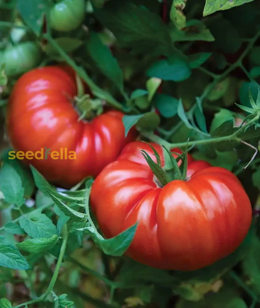 Dark Red Big Huge Tomato Seeds For Planting