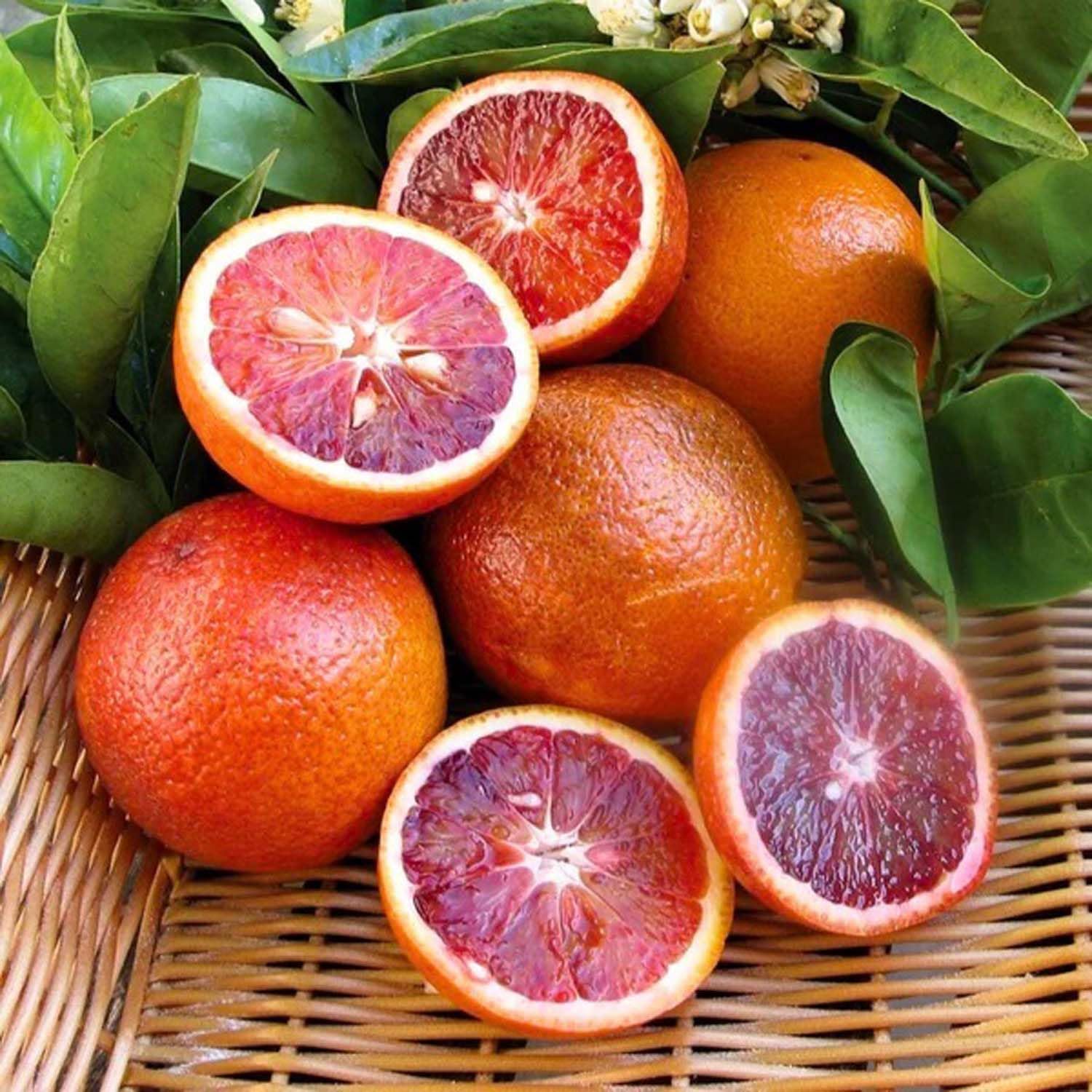 Dark Red Lemon Fruit Seeds for Home Garden