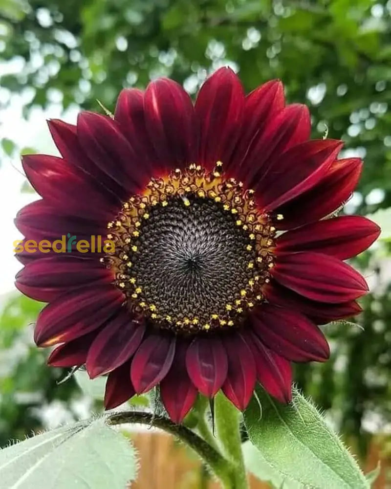 Dark red sunflower seeds for planting