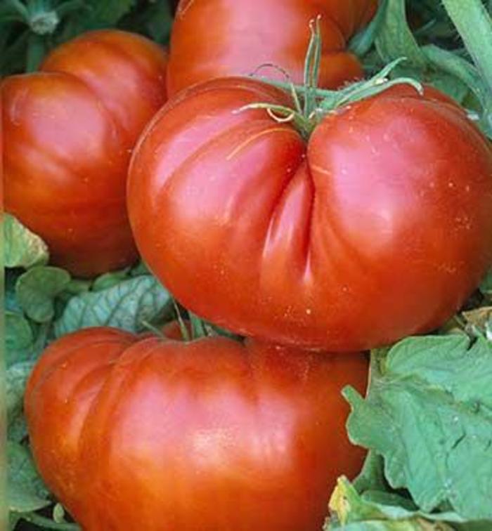 Dark red tomato plant with developing fruit