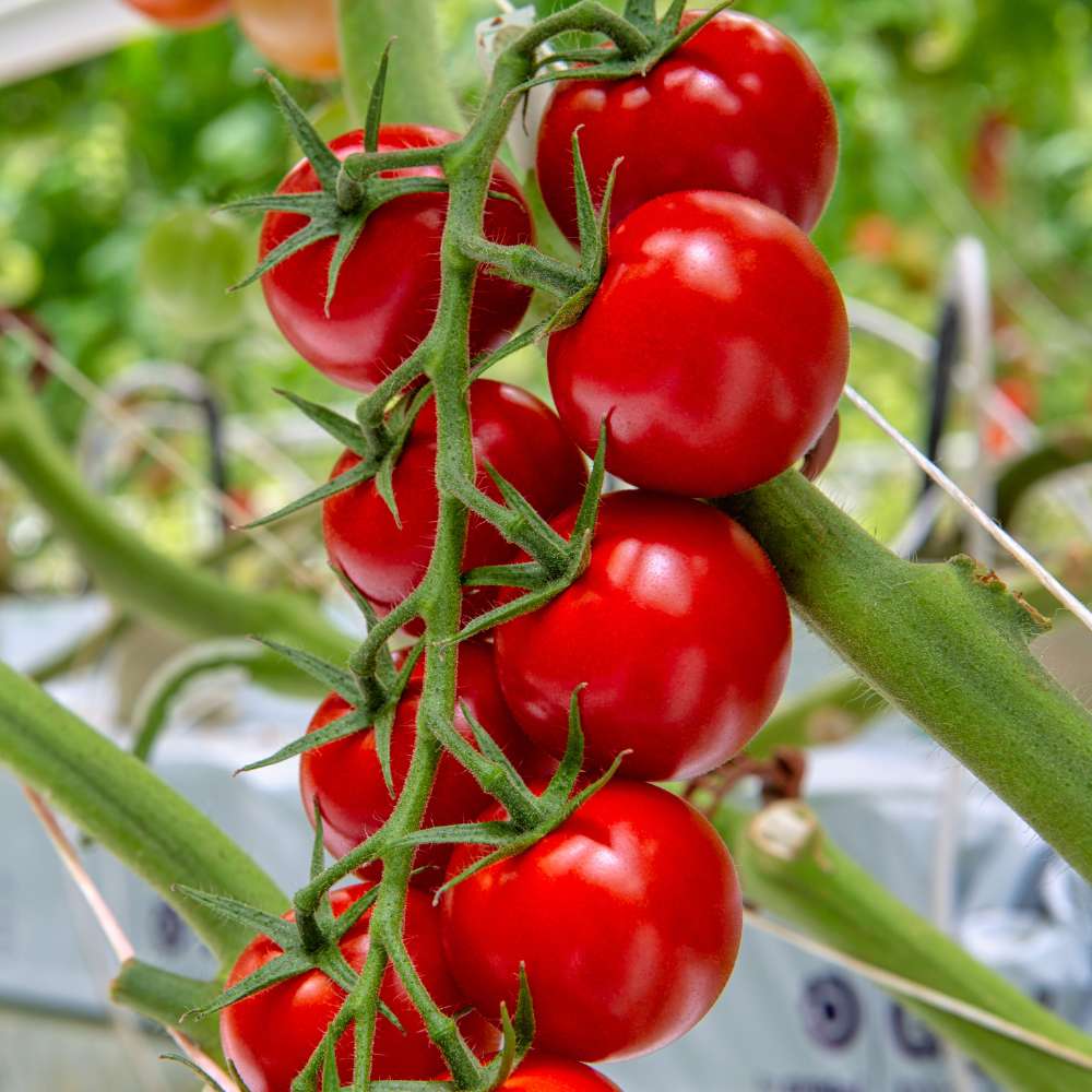 Dark Red Tomato seeds for planting in backyard gardens, non GMO variety