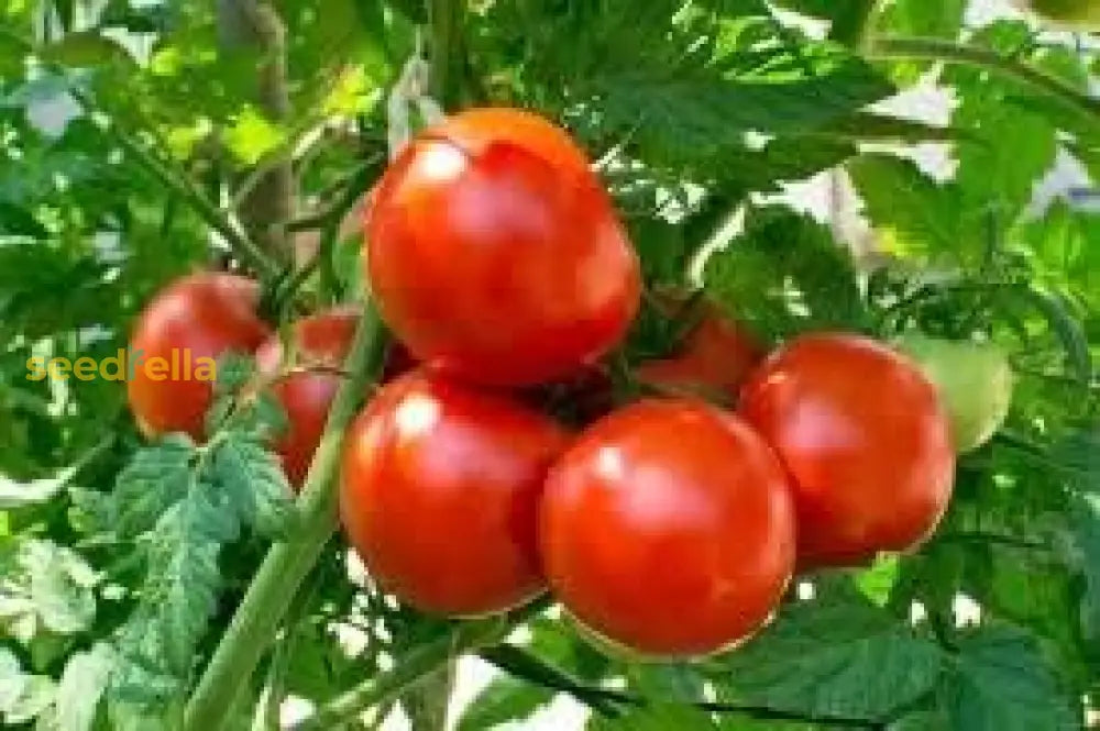 Dark Red Tomato Vegetable Seeds For Planting