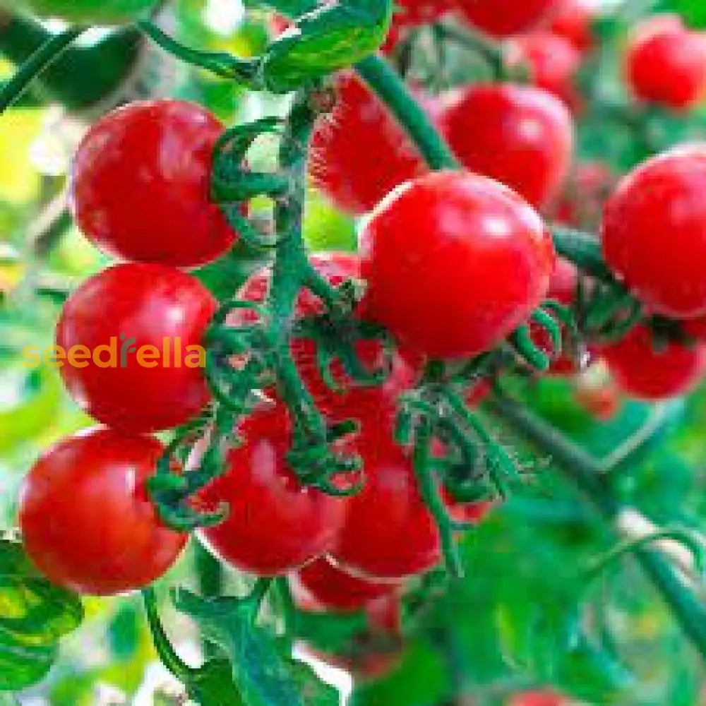 Dark Red Tomato Vegetable Seeds For Planting Seeds