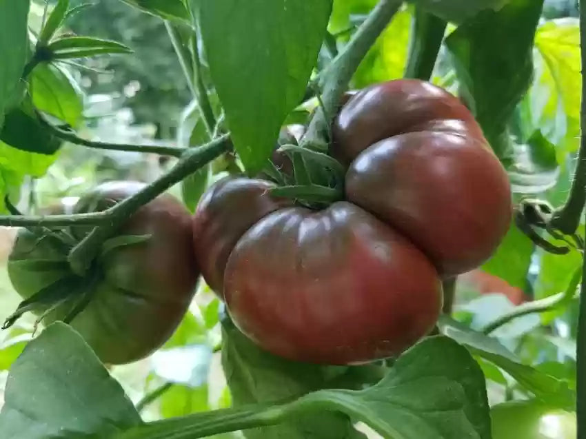 Dark tomato variety growing in home garden from seeds