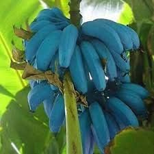 Dark violet banana seeds for planting tropical banana plants