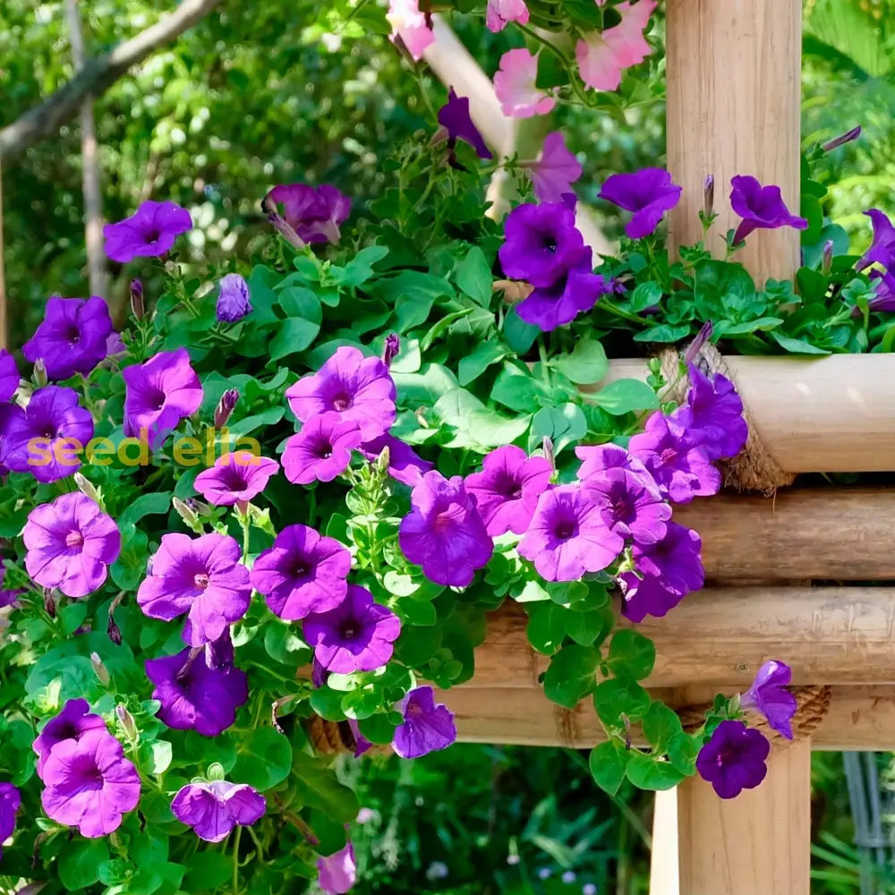 Dark Violet Hanging Petunia Seeds For Easy Planting Flower