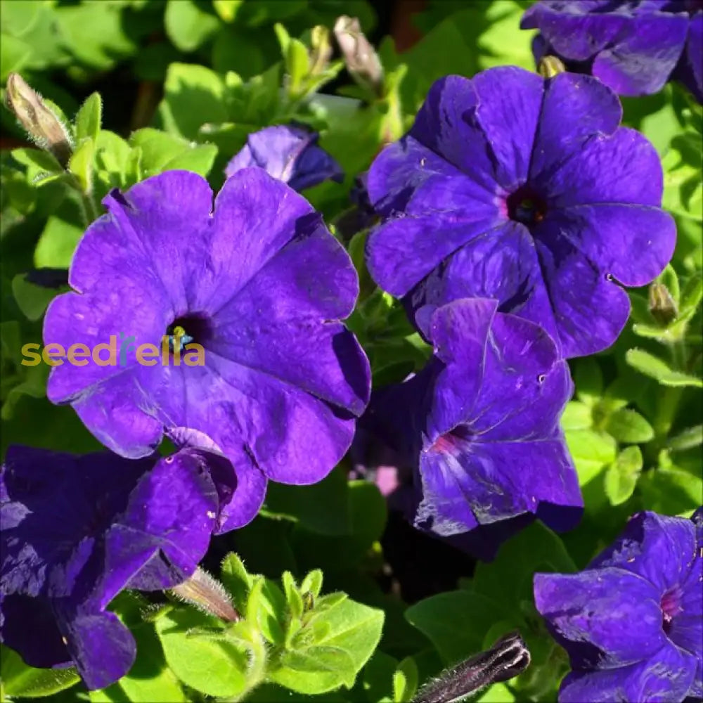 Dark Violet Hanging Petunia Seeds For Easy Planting Flower