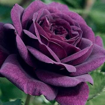 Dark Violet Rose Flower Seeds for Planting