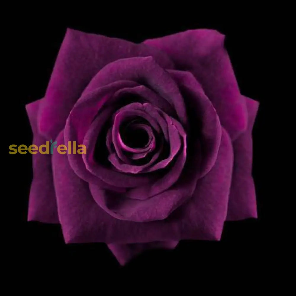 Dark Violet Rose Seeds For Planting - Grow Stunning Roses In Your Garden