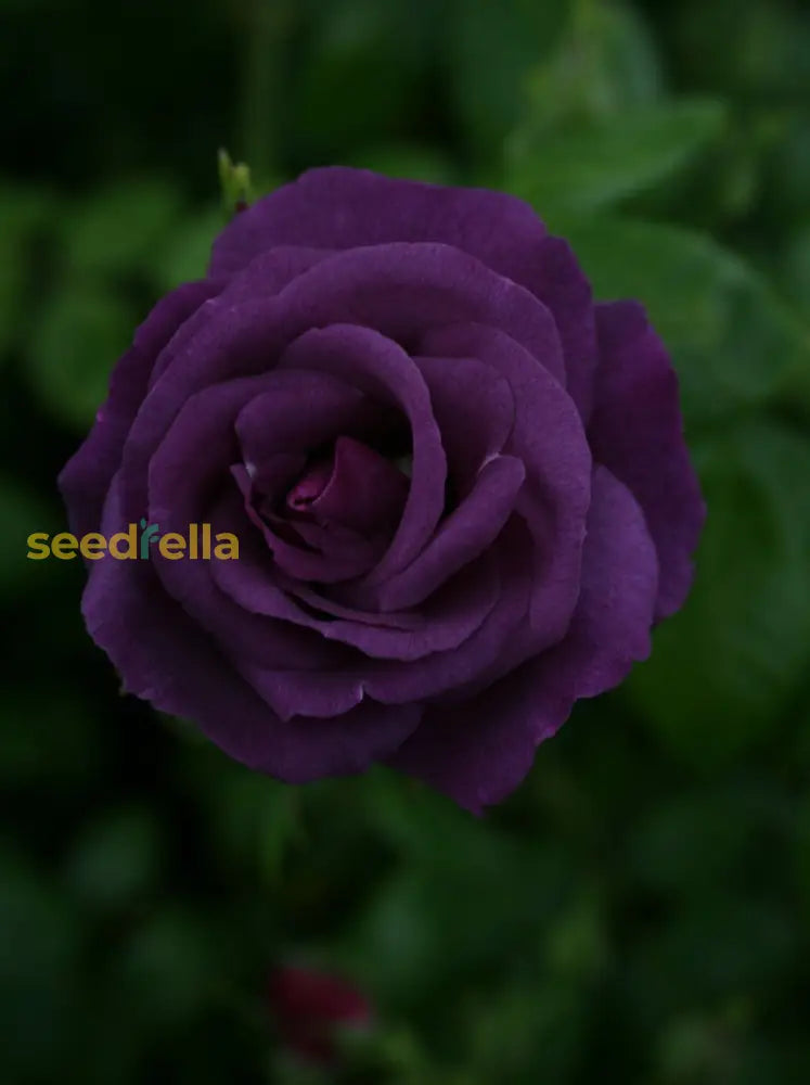 Dark Violet Rose Seeds For Planting - Grow Stunning Roses In Your Garden