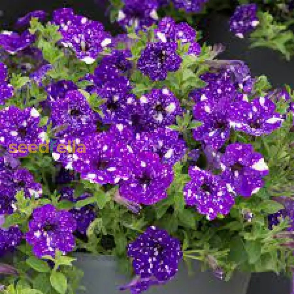 Violet F Buy Dark Violet Starry Petunia Seeds for Spring Planting