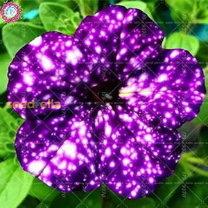Buy Dark Violet Starry Petunia Seeds for Spring Planting
