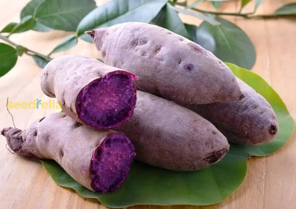 Dark Violet Sweet Potato Seeds For Planting Vegetable Seeds