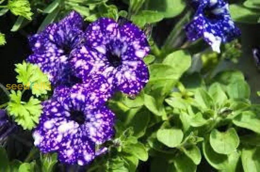 Dark Violet & White Oblique Petunia Flower Seeds For Planting