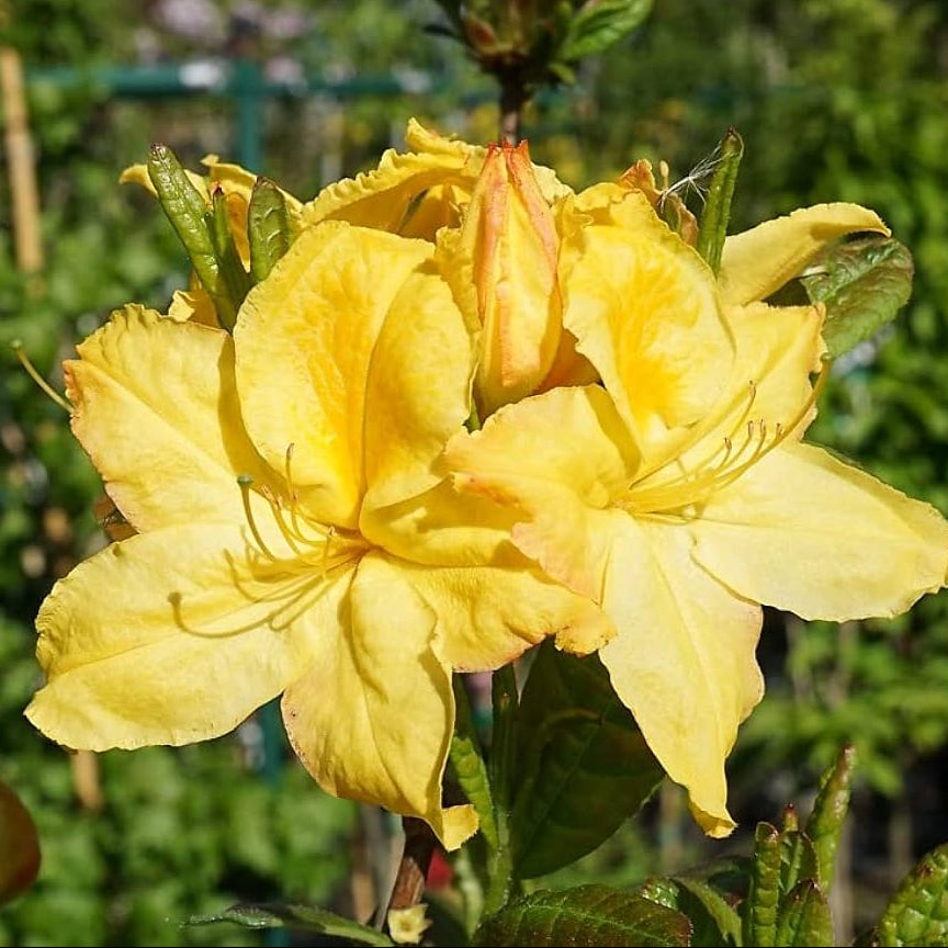 Dark Yellow Azalea Flower Seeds for Planting