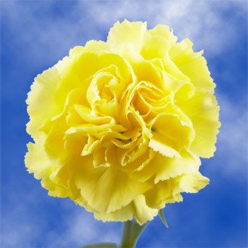 Dark Yellow Carnation Flower Seeds for Garden Planting