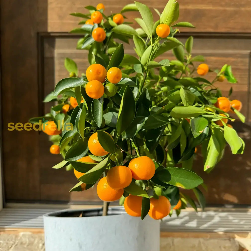 Dark Yellow Orange Fruit Seeds For Planting