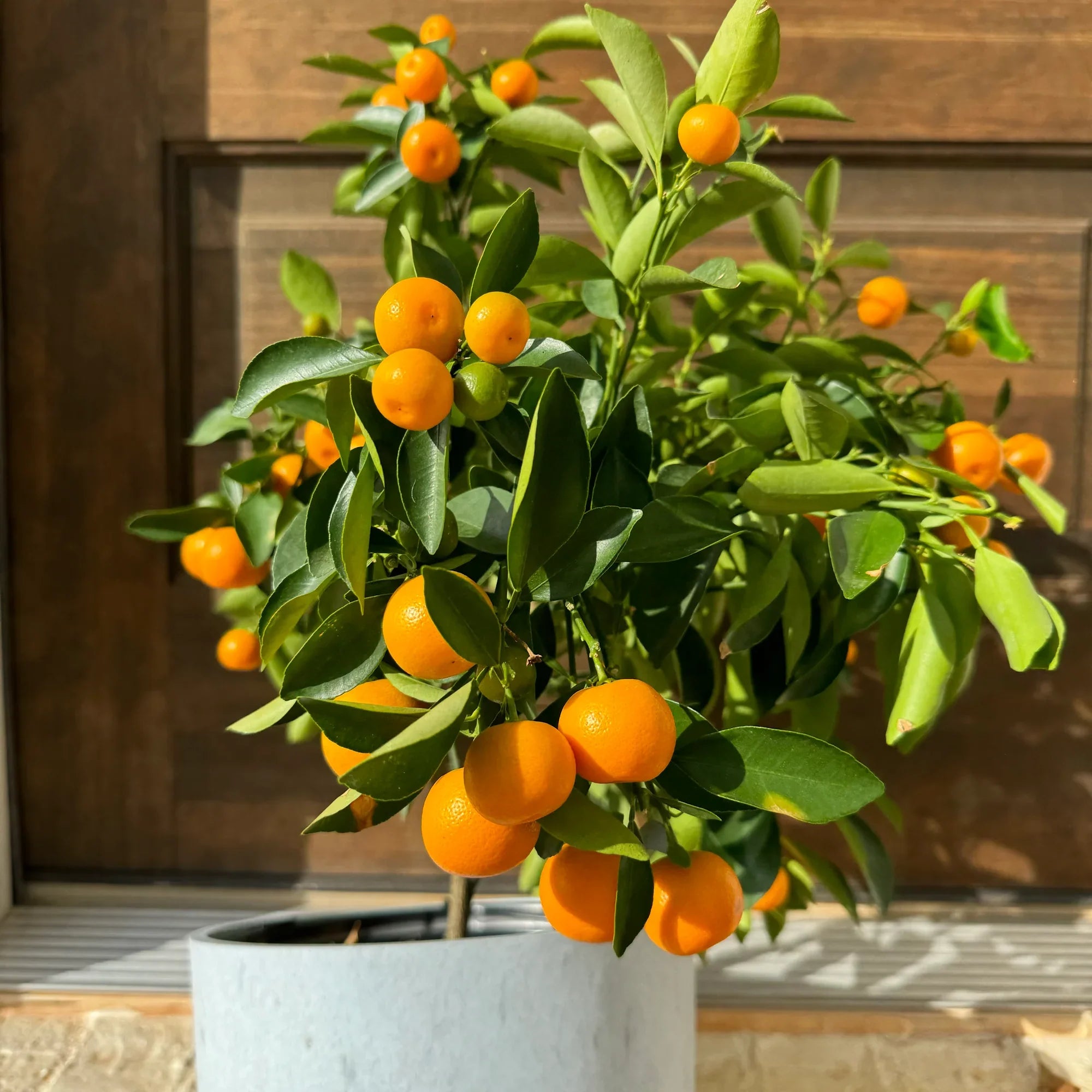 Dark Yellow Orange Fruit Seeds for Planting, Step-by-Step Guide for Growing Sweet, Vibrant Fruits