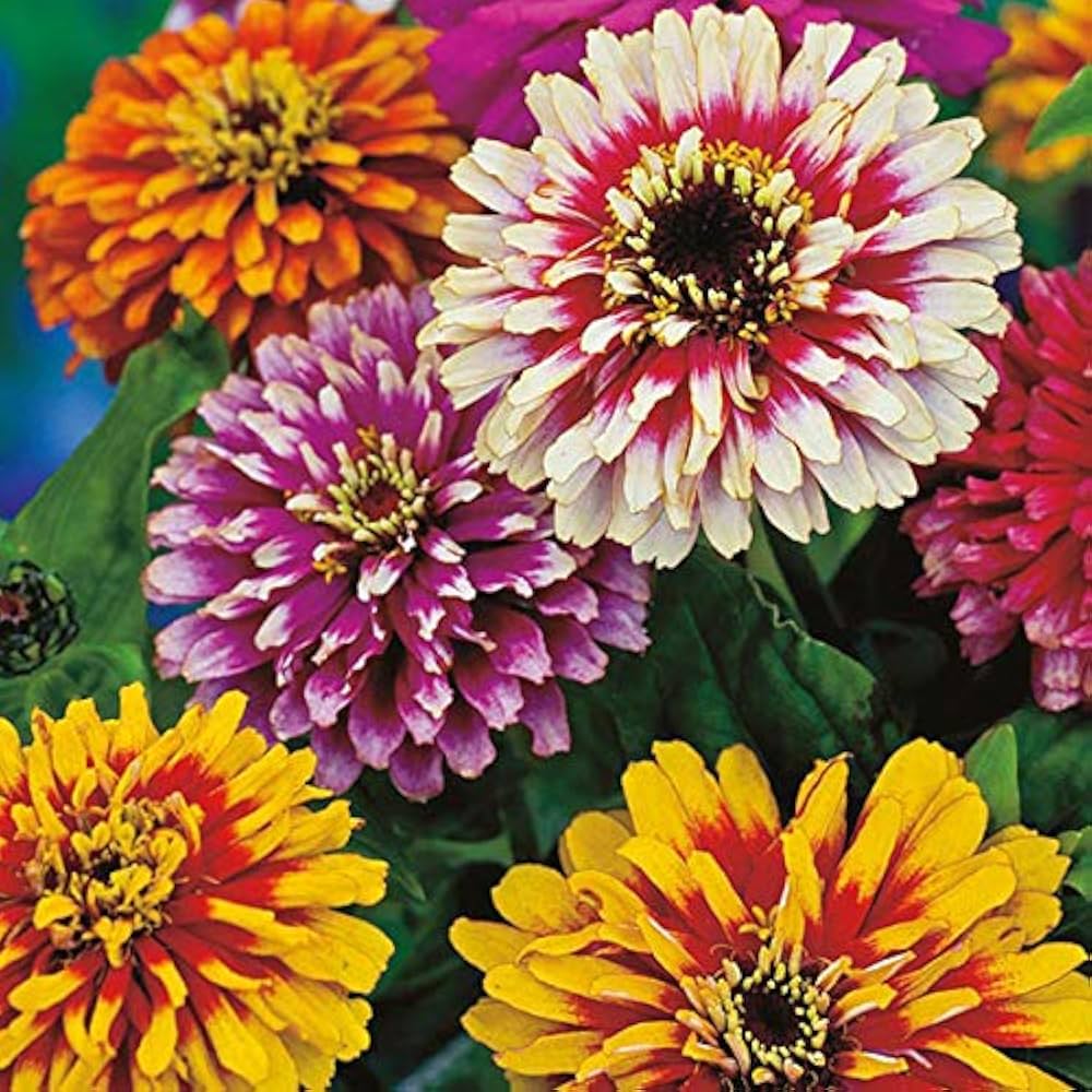Dark Yellow Zinnia Flower Seeds for Planting