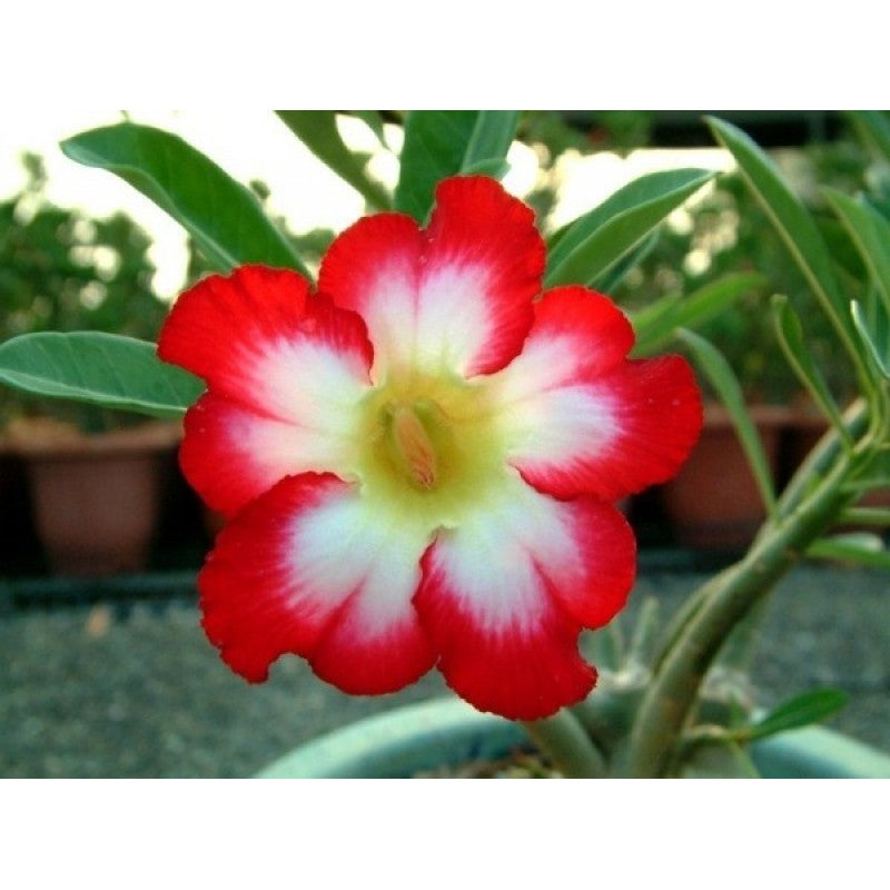 Red (Red White) seeds for planting in home garden