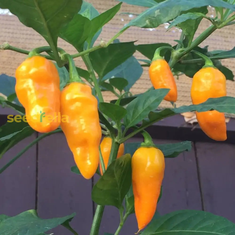 Datil pepper seeds for planting