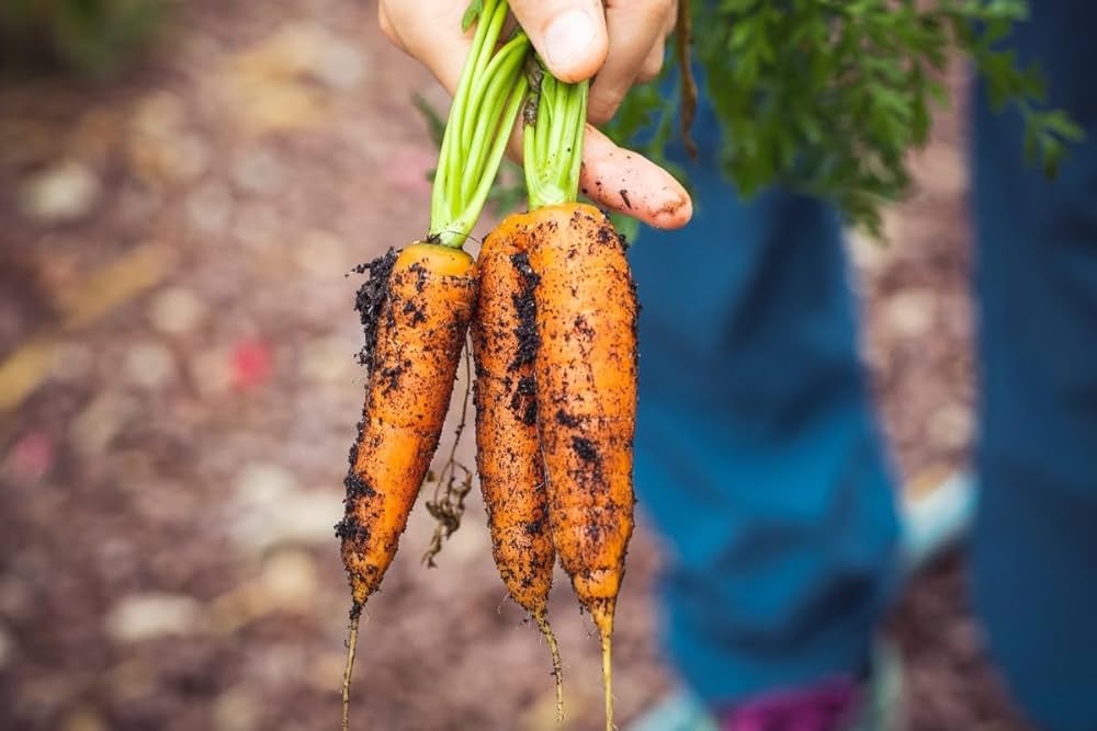 Carrot seedlings sprouting from Non GMO Daucus carota seeds