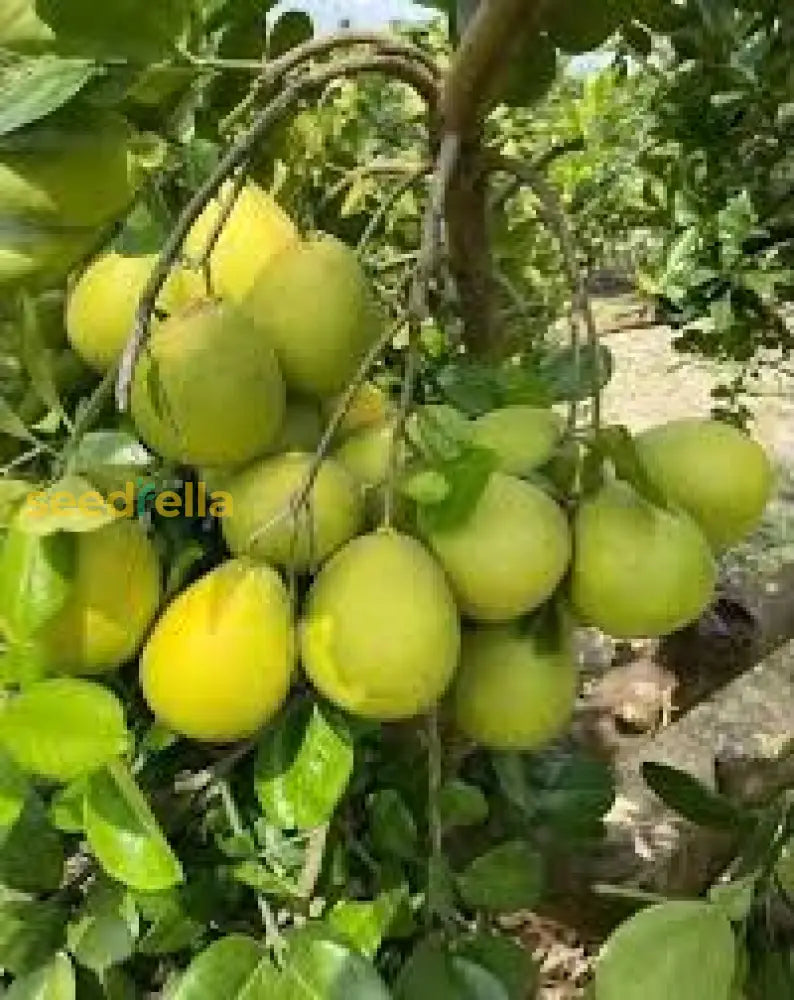 Davao Pomelo Fruit Seeds For Planting - Tropical Citrus Home Gardening