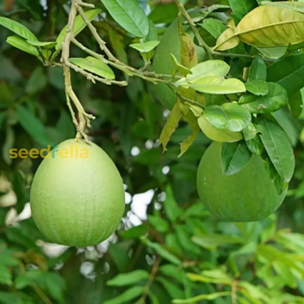 Davao Pomelo Fruit Seeds For Planting - Tropical Citrus Home Gardening