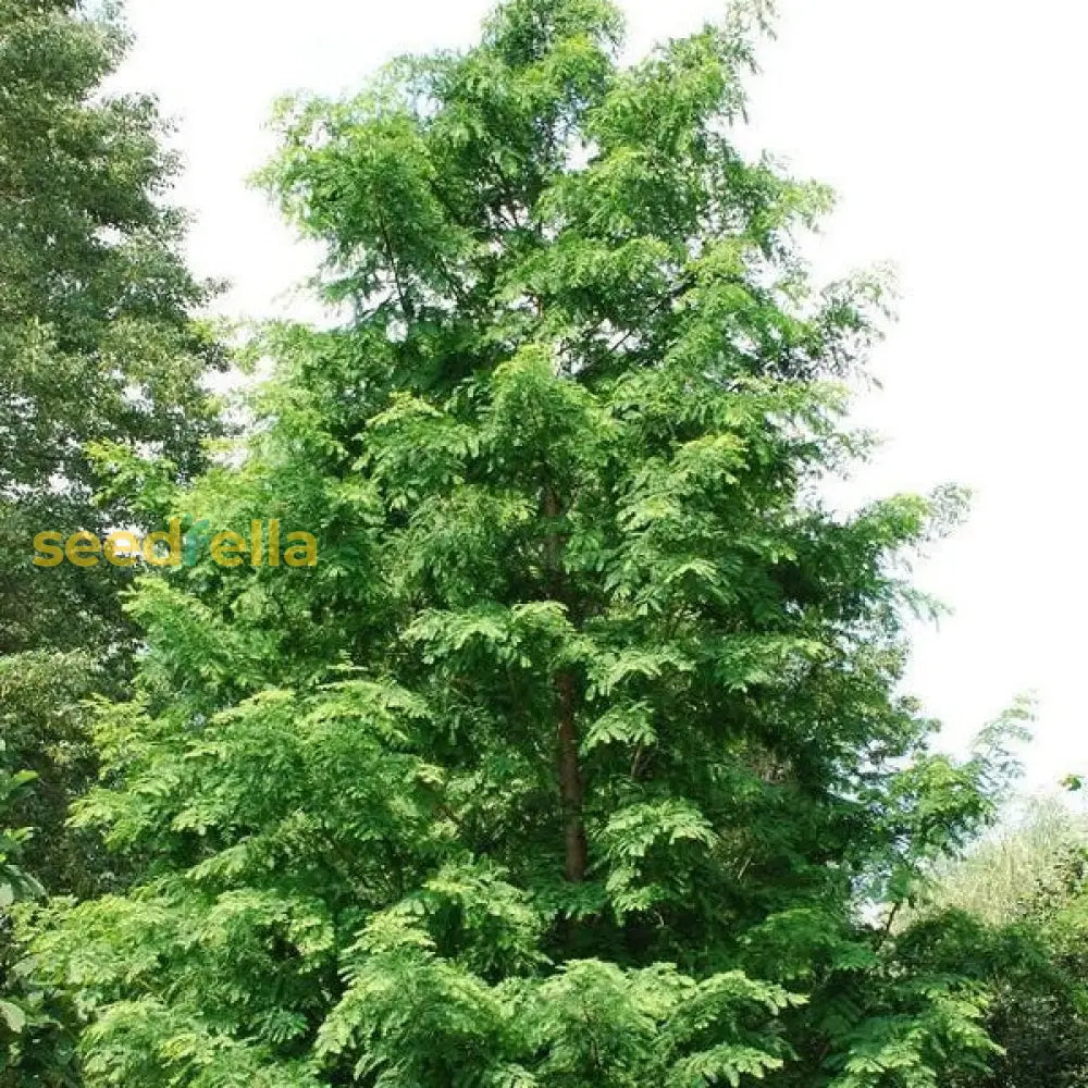 Dawn Tree Seeds  Premium Quality Planting