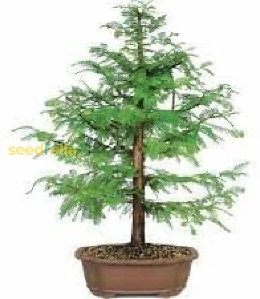 Dawn Tree Seeds  Premium Quality Planting